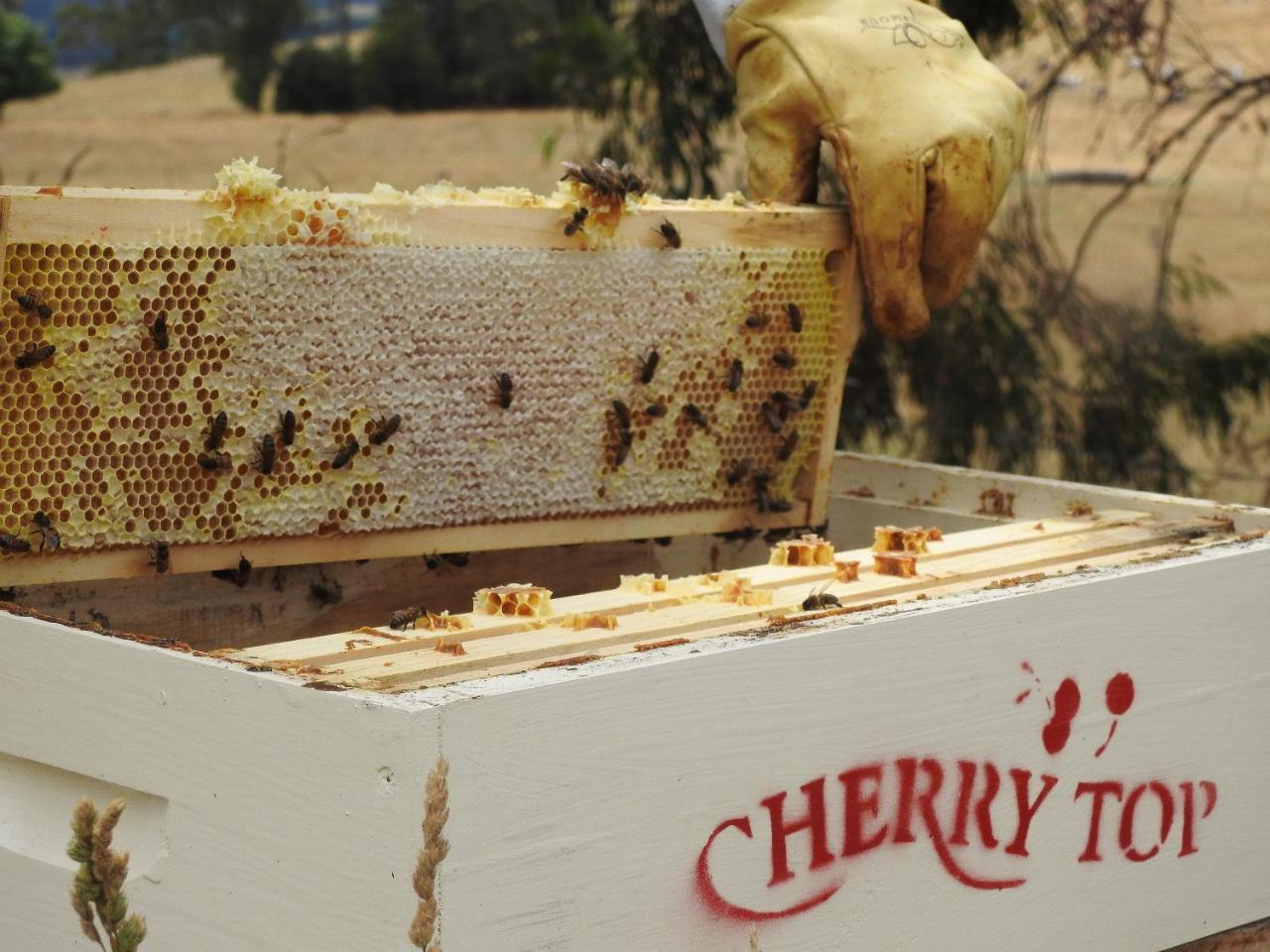 Cherry Top Farmstay - Boutique Eco Village Lilydale Esterno foto